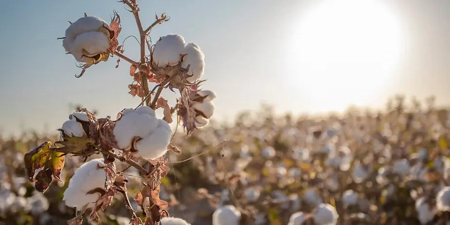 Cotton